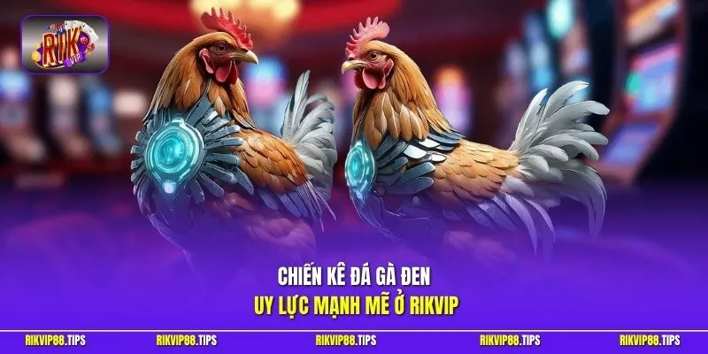 Chiến kê đá gà đen uy lực mạnh mẽ ở Rikvip