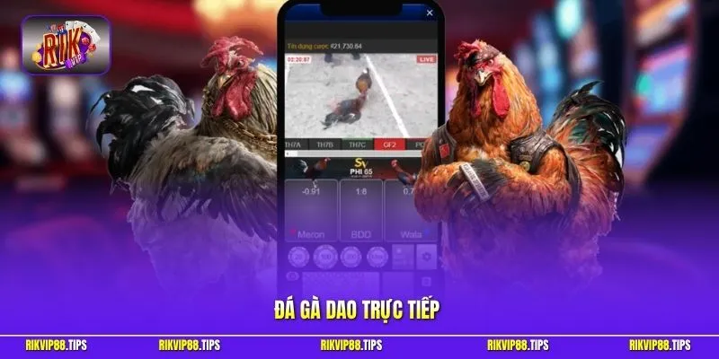Đá gà dao trực tiếp