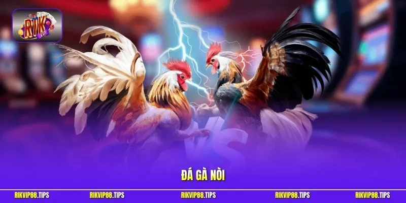 Đá gà nòi