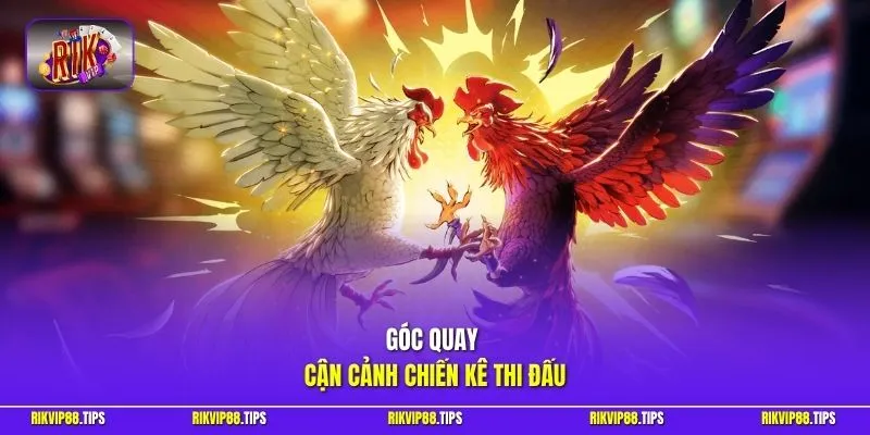Góc quay cận cảnh chiến kê thi đấu
