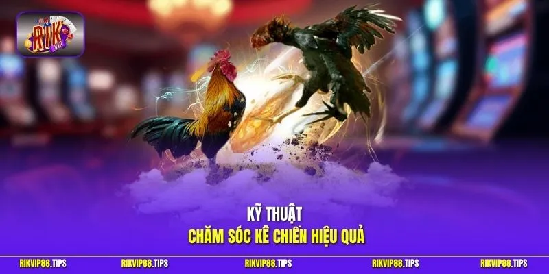 Kỹ thuật chăm sóc kê chiến hiệu quả