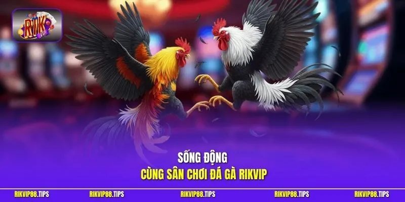 Sống động cùng sân chơi đá gà Rikvip